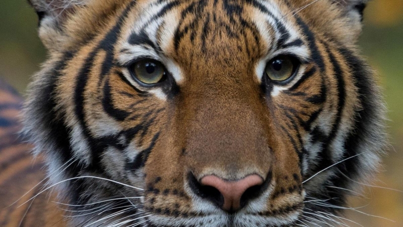 Nadia, una tigresa malaya de cuatro años del zoológico del Bronx, Nueva York (EEUU). REUTERS