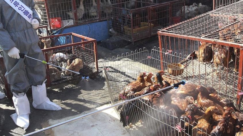 Trabajadores sanitarios desinfectan un mercado de animales vivos en la ciudad de Seongnam, al sur de Seúl, Corea del Sur. EFE/Archivo