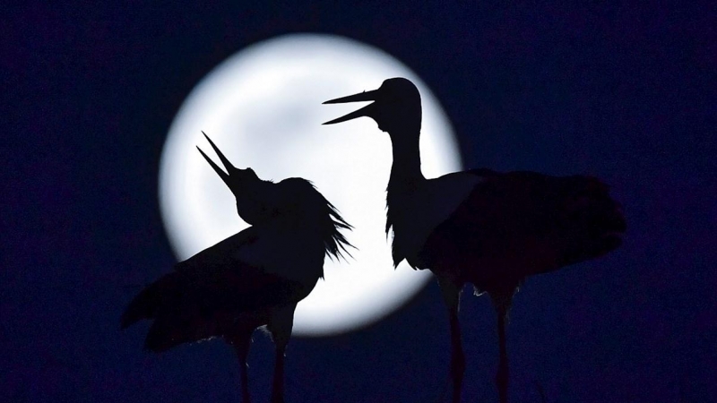 La superluna se levanta detrás de las cigüeñas en su nido en el pueblo de Rzanicino cerca de Skopje, República de Macedonia.  EFE / GEORGI LICOVSKI