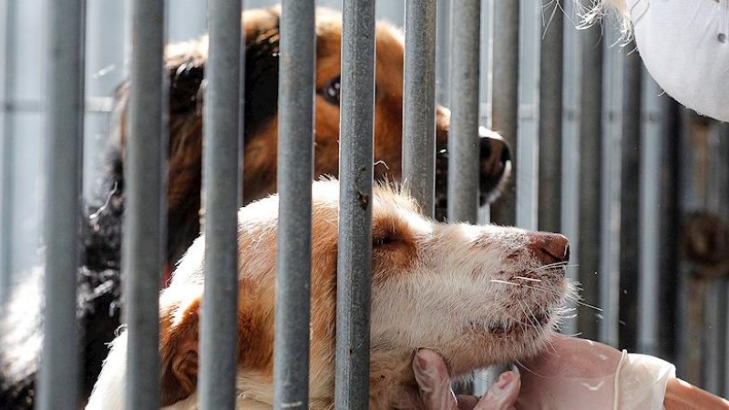 Rescate de perros: El Seprona encuentra en una finca en Zaragoza a 544 perros en unas condiciones deplorables |