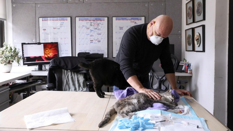 Un veterinario visita a una gata en una casa de Nueva York durante el confinamiento por el coronavirus./ Reuters