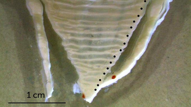 Bandas de crecimiento en una vértebra de un tiburón ballena./ FRONTIERS IN MARINE SCIENCE
