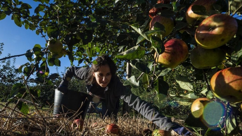 Una agricultora recoge frutas en Estrada, Galicia. AFP/Miguel Riopa
