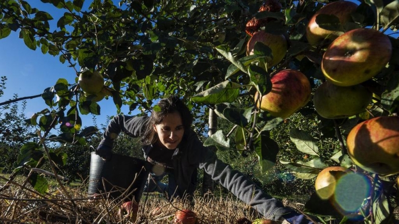 Una agricultora recoge frutas en Estrada, Galicia. AFP/Miguel Riopa