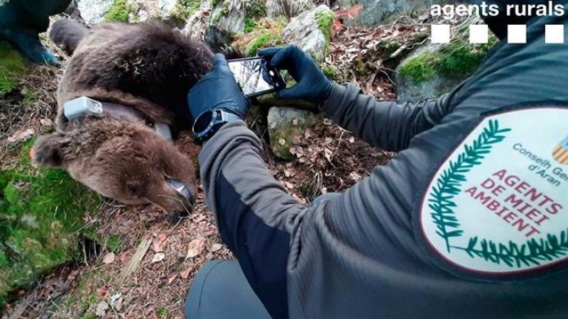 La mueca sardónica del cadáver de Cachou abona la hipótesis de que pudiera haber muerto envenenado.. AGENTS RURALS