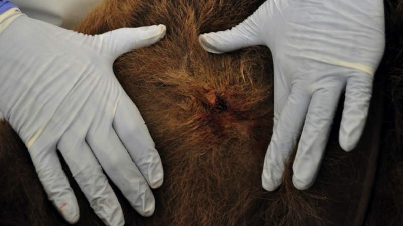 El cadáver del oso presentaba la marca de un mordisco recibido antes de morir.- AGENTS RURALS