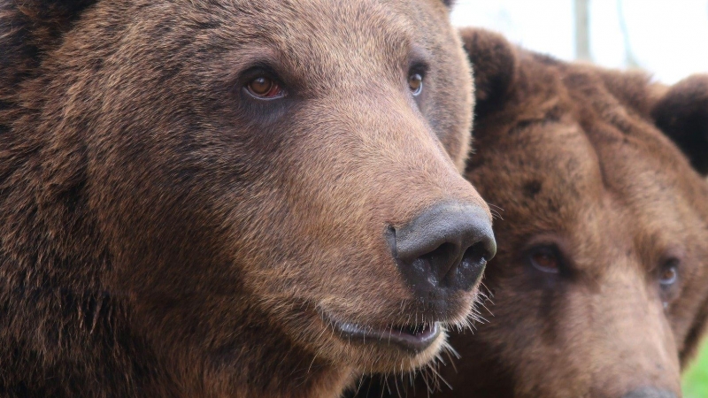 Los científicos analizaron la mordida de osos modernos, así como la de los fósiles de osos de las cavernas. / Pixabay