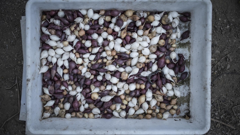 Cebollas para siembra en una explotación agrícola en Bergondo (A Coruña). Una reciente orden del Ministerio estipula que los vehículos que transportan mercancías perecederas deben llevar al menos un 50% de su capacidad ocupado, lo que afecta a pequeños ag