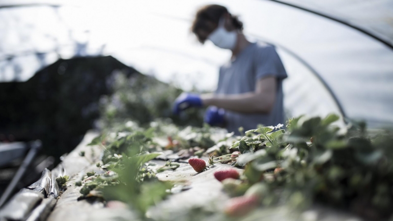 Mauro limpia su cultivo de fresas dentro de uno de sus invernaderos en las afueras de A Coruña. La Xunta de Galicia anuló los mercados y ferias al aire libre a causa del Covid-19, lo que ha afectado a agricultores y ganaderos. Muchos cuestionan que las pe