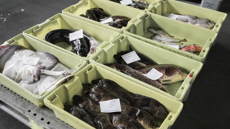 Congrios, rayas y otras variedades de pescado preparados para su subasta en la lonja de Muros. “En estas fechas se suele vender la caballa a 2.50 en lonja, pero la semana pasada la vendimos a 20 céntimos, y el jurel a 10, cuando en el supermercado se está