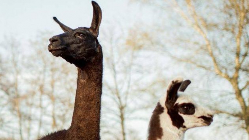 Grupo de llamas y alpacas en una granja de Bélgica gestionada por el Instituto Vlaams de Biotecnología de la Universidad de Gante. / Tim Coppens