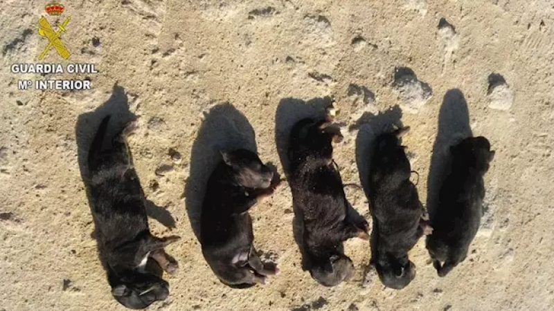 Cadáveres de los cinco cachorros asesinados por el hombre detenido en Cádiz./ Guardia Civil