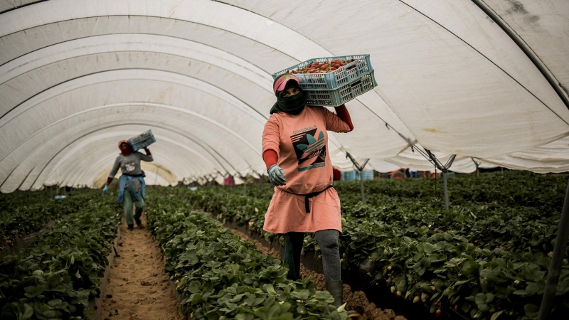 Una trabajadora estacional marroquí recolecta fresas en una explotación en Lepe, en Huelva. Tras el cierre de fronteras, tan solo han llegado unas 7.000 trabajadoras de las más de 14.000 que suelen acudir cada año a la temporada de frutos rojos. Aunque es