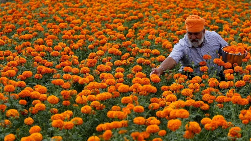 Un aldeano indio recoge flores de caléndula de un campo durante el cierre nacional en la aldea de Abdullian, cerca de la frontera internacional entre India y Pakistán, a 35 km de Jammu, India