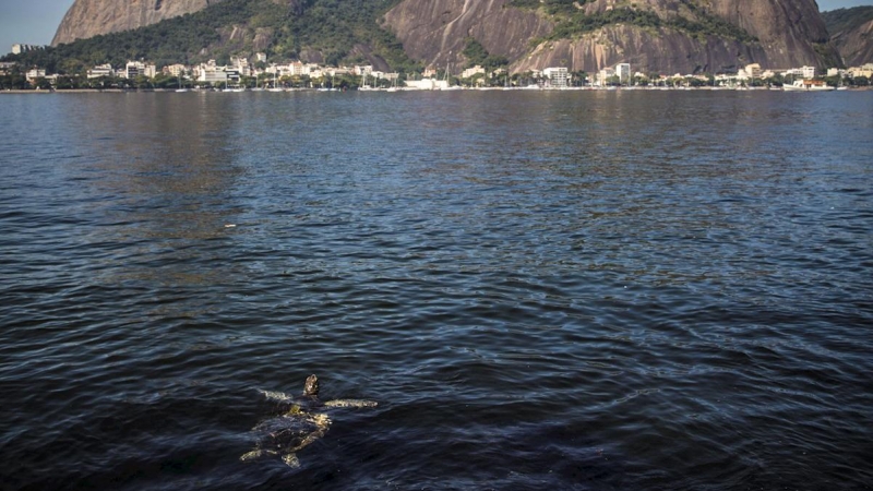 Una tortuga nada en la Bahía de Guanabara Rio de Janeiro (Brasil), gracias al COVID-19 que llevó al encierro a los cariocas, pero descontaminó las aguas de playas que por años permanecieron turbias en la ciudad más emblemática de Brasil. EFE/Antonio Lacer