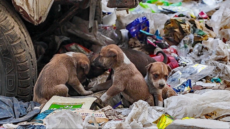 Cachorros, en las proximidades del río Nilo, en la capital egipcia. FERRAN BARBER