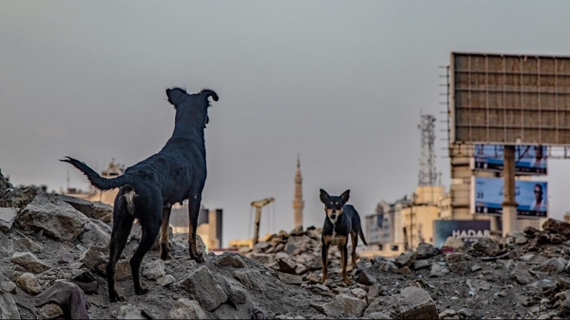 Perros callejeros, junto al hotel Hilton de El Cairo. FERRAN BARBER