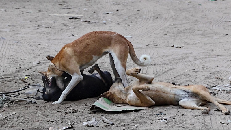 Perros jóvenes callejeros, en la capital de Egipto. FERRAN BARBER