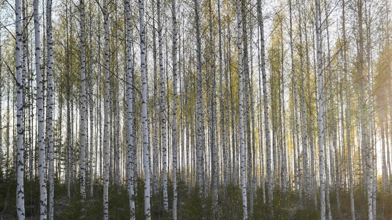 Abedules a la luz de la primavera en la parte oriental de Finlandia en Sulkava, Finlandia, 24 de mayo de 2020. (Finlandia) EFE / EPA / KIMMO BRANDT