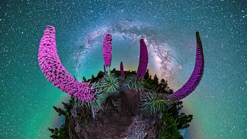 Garafia (España), 05/27 / 2020.- Una foto del folleto puesta a disposición por el sitio web Cielos La Palma muestra una vista de la Vía Láctea en el cielo de la madrugada sobre las plantas de tajinaste rosa (Echium wildpretii) endémicas de las Islas Canar