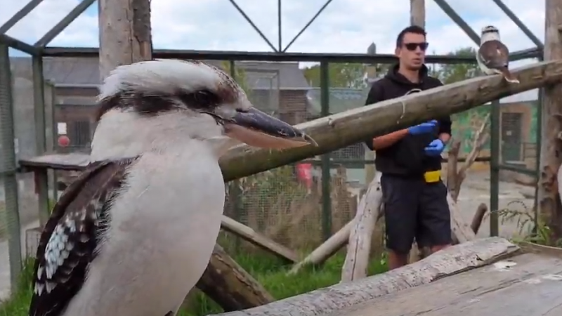 Aves del zoo Borth Wild Animal Kingdom./ Youtube.