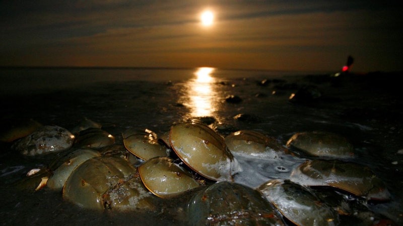 Miles de cangrejos de herradura del Atlántico llegan a tierra para desovar y poner sus huevos en la playa Pickering, un santuario nacional de cangrejo herradura cerca de Little Creek, Delaware.- REUTERS