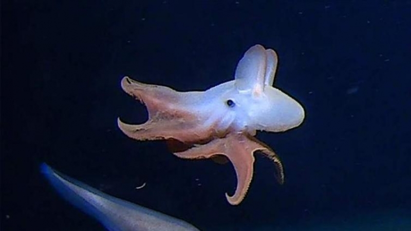 Pulpo Dumbo fotografiado en la fosa de Java durante la expedición Five Deeps./FIVE DEEPS/DISCOVERY CHANNEL