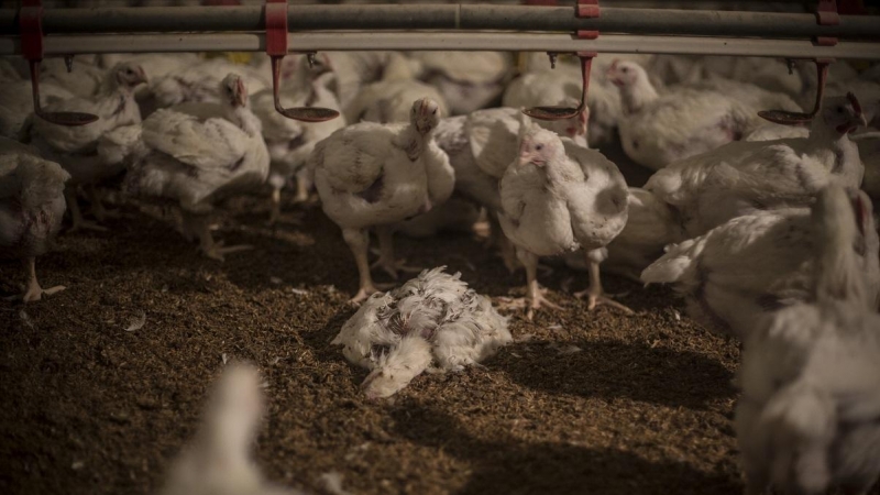El cuerpo de pollo muerto permanece en el suelo de una granja intensiva de España./ Jairo Vargas