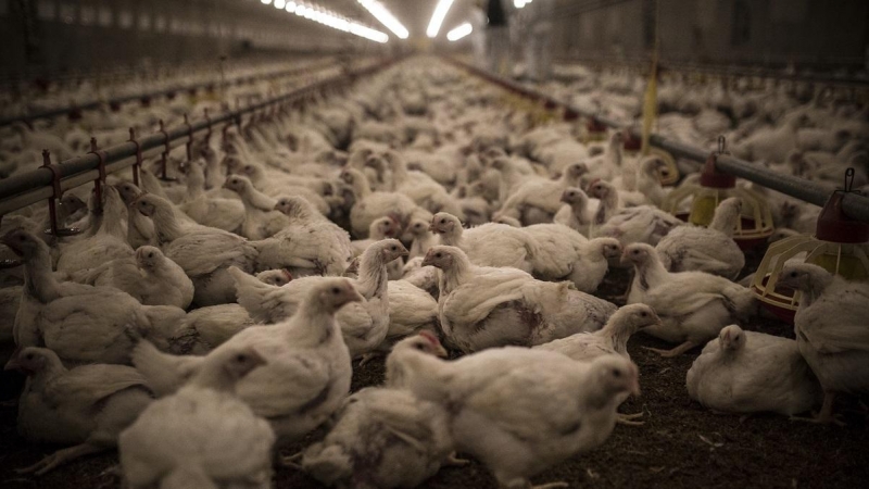 Centenares de pollos permanecen hacinados durante la noche en una granja intensiva de España./ Jairo Vargas