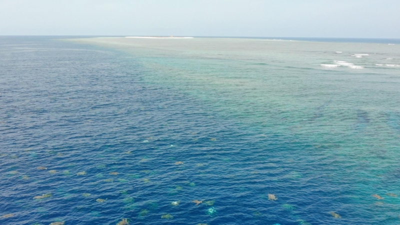 Isla de Raine, al norte de Queensland, Australia. Congregación de tortugas. / REUTERS