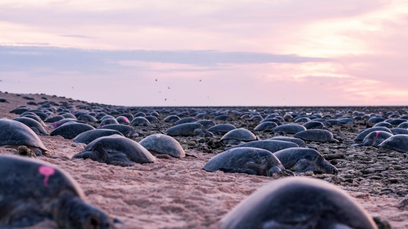 Isla de Raine, al norte de Queensland, Australia. Congregación de tortugas. / REUTERS