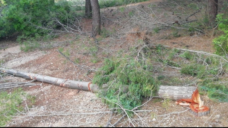 Una imatge dels danys que provoca el projecte, com ara tala de pins. SALVEM LA RENEGÀ