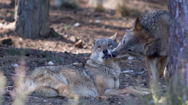 Dos lobos ibéricos del Centro del Lobo Ibérico en localidad de Robledo de Sanabria, en plena Sierra de la Culebra (Zamora). / Carlos Castro - EUROPA PRESS