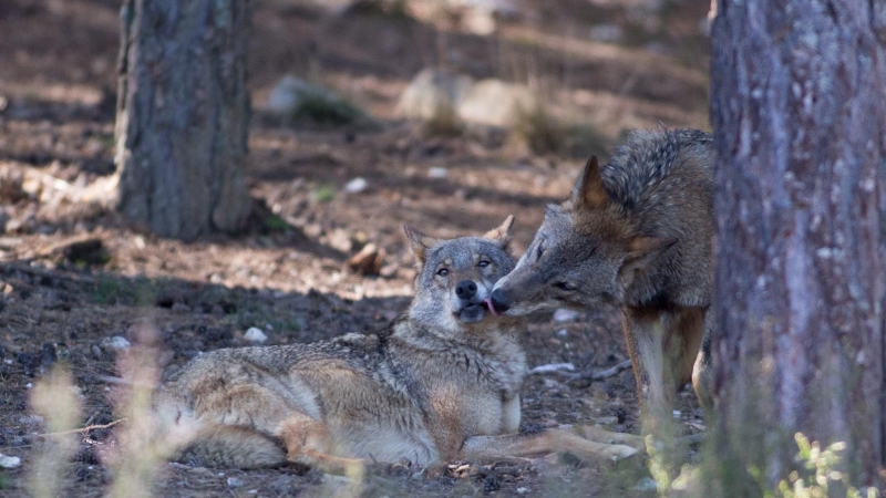 Dos lobos ibéricos del Centro del Lobo Ibérico en localidad de Robledo de Sanabria, en plena Sierra de la Culebra (Zamora). / Carlos Castro - EUROPA PRESS