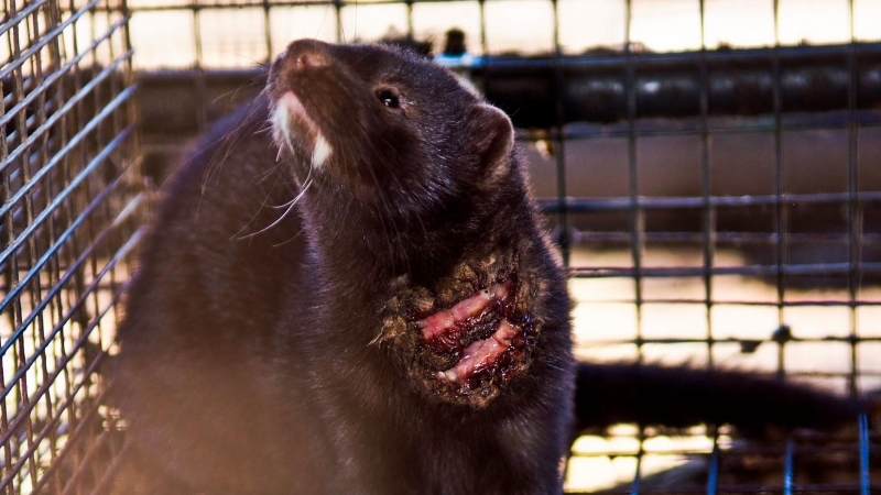 Un visón americano tiene parte del torso en carne viva en una granja peletera de España. Igualdad Animal