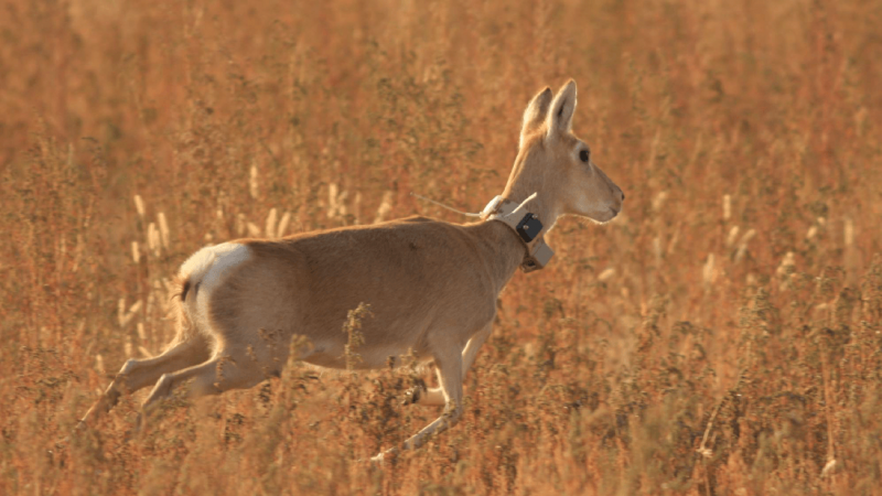 La Iniciativa de biomonitoraje COVID-19 investiga el movimiento de los animales, su comportamiento y niveles de estrés antes, durante y después del confinamiento. En la imagen, una gacela de Mongolia con sistema de seguimiento. / Thomas Mueller