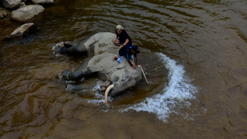 Un Mahout baña a un elefante de Sumatra en un río en el corredor de animales Trumon en el área del ecosistema de Leuser, provincia del sur de Aceh, el 19 de junio de 2020.-CHAIDEER MAHYUDDIN / AFP