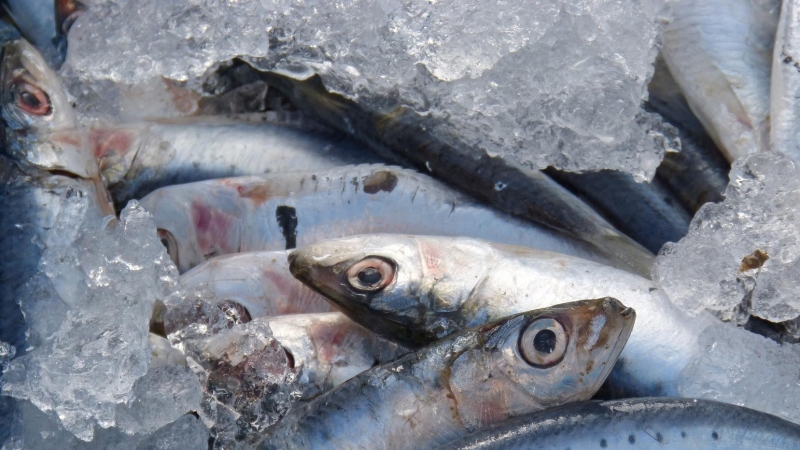 El 58% de las sardinas del Mediterráneo occidental ha ingerido microplásticos, según un estudio. / Pixabay