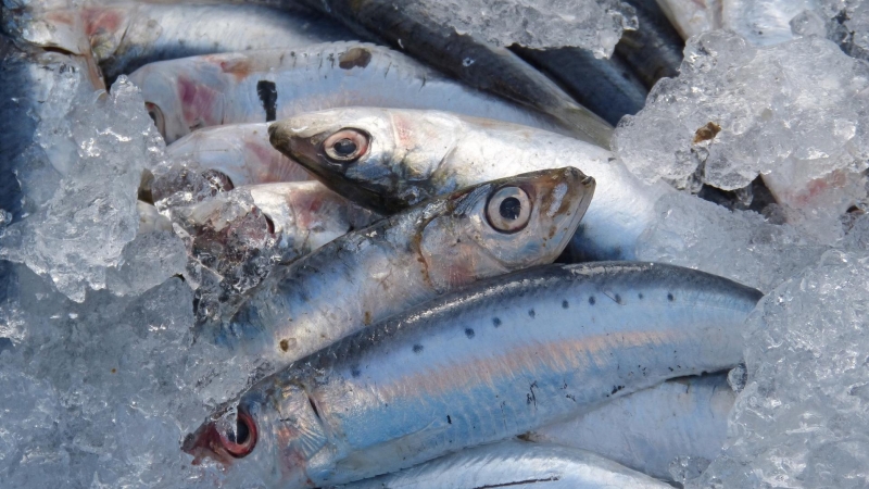 El 58% de las sardinas del Mediterráneo occidental ha ingerido microplásticos, según un estudio. / Pixabay