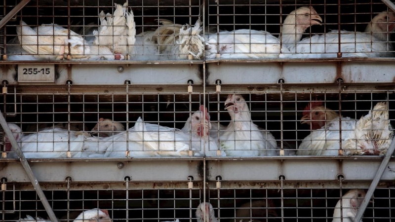 Una Detalle del camión con gallinas a la entrada principal de la empresa cárnica Grupo Uvesa de Rafelbuñol (València), donde se han diagnosticado casos de coronavirus. EFE/Bielmostrando pruebas de muestras de coronavirus. - FAUSTFOTO/REMITIDA ITENE/ E. P.