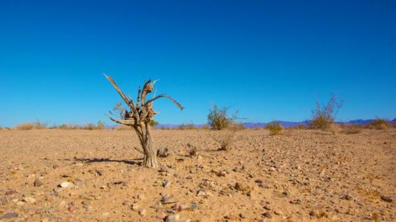 Falta valentía para lograr un planeta sostenible