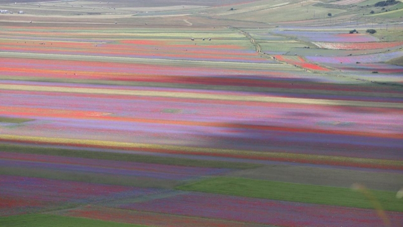 Vista general de los campos que ofrecen un paisaje floreciente impresionante, considerado único en el mundo, en Castelluccio di Norcia, Umbria, Italia. - EFE / GIANLUIGI BASSILETTI
