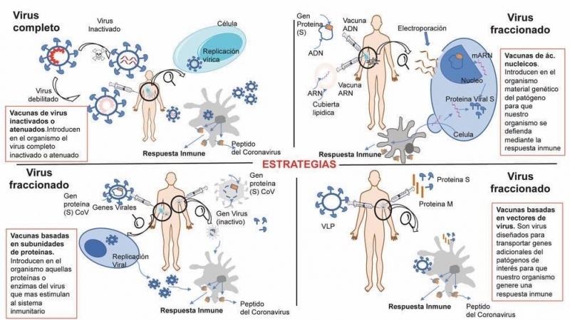 Estrategia de desarrollo de vacunas contra el SARS-CoV-2. / Nuria Campillo / CIB-CSIC