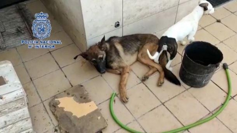 Perro rescatado. / Policía Nacional