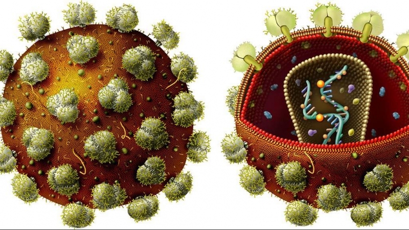 Ilustración que forma parte del material de divulgación. Virus de inmunodeficiencia humana (VIH) que causa el SIDA. / Angie Fox (Museo Estatal de la Universidad de Nebraska)