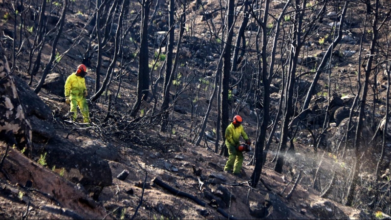 Dos treballadors en les tasques de restauració de la zona de l’incendi de la Ribera d’Ebre l'any 2019. Jordi Marsal | ACN