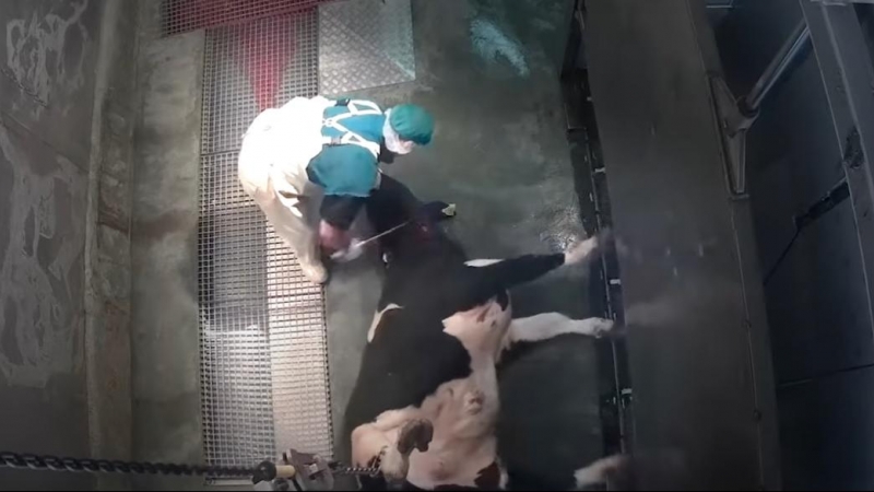 Un operario le corta el cuello a una vaca sin aturdir en un matadero de Ávila./ Equalia
