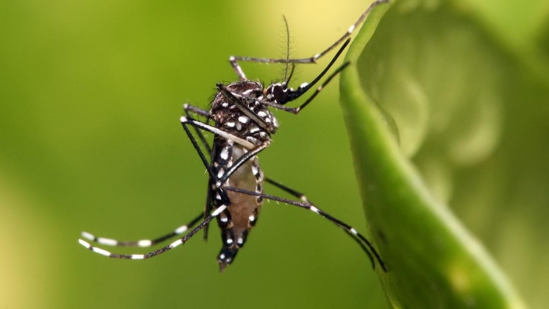 Otras miradas - Por qué los mosquitos nos eligieron cómo víctimas
