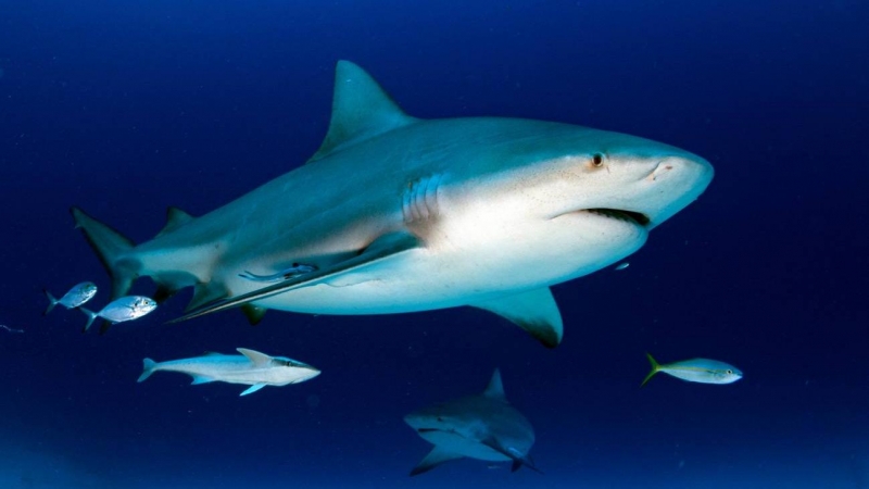 El tiburón toro o sarda (Carcharhinus leucas) es una de las especies más implicadas en los ataques. / ©Andrea Izzotti (AdobeStock)