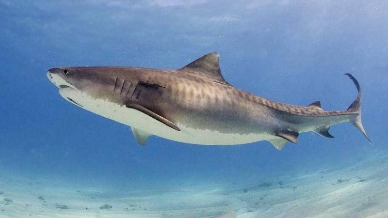 El tiburón tigre (Galeocerdo cuvier) es la otra especie que ha atacado a las personas en La reunión. / Albert Kok
